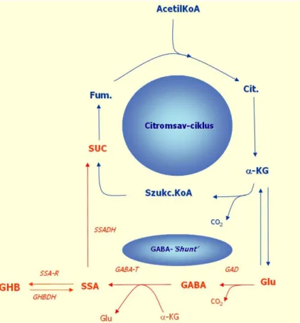 2. ábra. A GHB, a GABA és a SUC metabolizmusának  sematikus ábrája. 