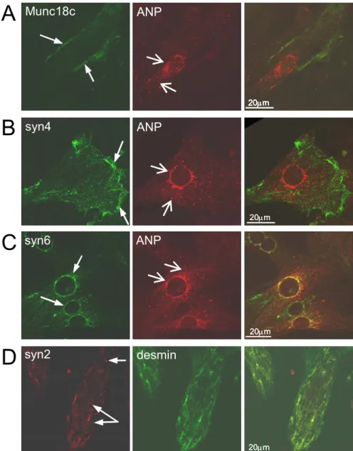 Fig. 1. Subcellular localization of Munc18c, syntaxin 4, syntaxin 6, and syntaxin 2 in  cardiomyocytes by double immunofluorescence staining