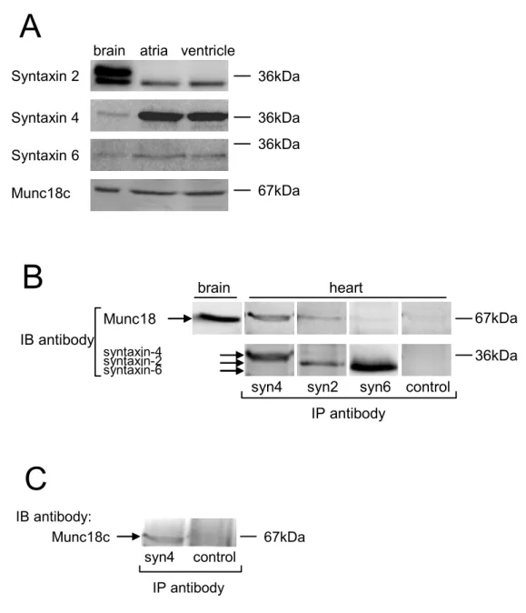 Fig. 2. Identification and interaction  of Munc18c, syntaxin 4, syntaxin 2 and syntaxin 6  proteins in heart lysate