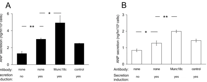 Fig. 4. Inhibition of Munc18c increases ANP secretion. Permeabilized cardiomyocytes  were incubated in the absence (“none”), or in the presence of either a specific monoclonal  anti-Munc18c (“Munc18c”) or an unspecific monoclonal anti-digoxin (“control”) a