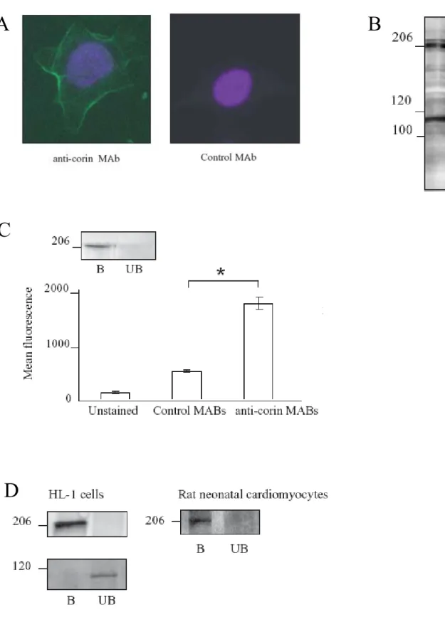 Fig. 8. Expression and localization of corin in HL-1 cells. (A) Non-permeabilized cells  were stained with anti-corin MAb and detected with Alexa Fluor 488 secondary antibody