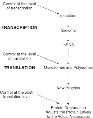 Figure  4.3.  Three  levels  of  control  of  adaptive  protein  synthesis  (From:  Viru  A  and  Viru M, 2001)