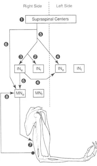 Figure 4.4. Potential sites of adaptations in the nervous system that might contribute to  increases  in  strength:  (1)  enhanced  output  from  supra-spinal  centers,  as  suggested  by  findings  with  imagined  contractions;  (2)  reduced  co-activatio