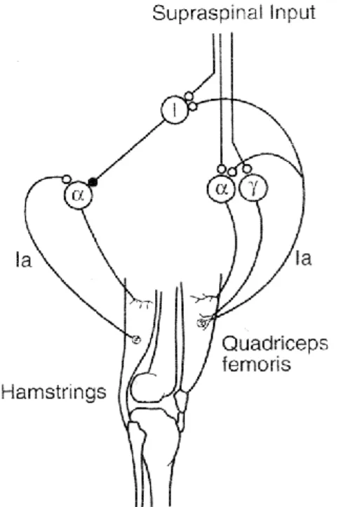 Figure  4.6.  Neural  pathways  activated  during  the  agonist  contract  stretch  of  the  hamstrings