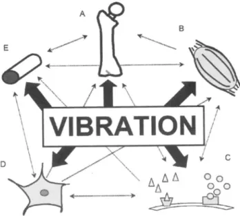 Figure 4.9. The potential effects of whole-body vibration on physiological systems and  the  potential  interplay  among  systems