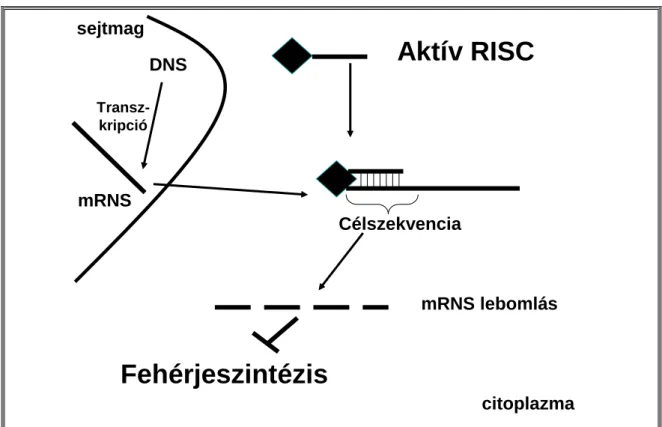 1. ábra: A csendesítő mechanizmus: RNSi szintén inicializálható kémiailag szintetizált  siRNS-ek sejtekbe juttatásával