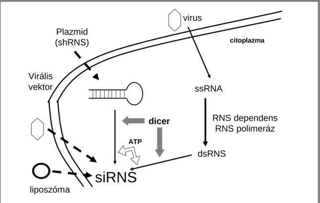 2. ábra: Külső és belső útvonalak, melyeken keresztül gátló siRNS kerülhet a sejtbe: 