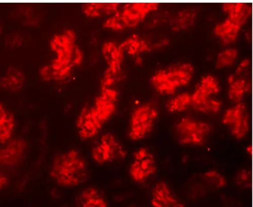 3. ábra: Az siRNS intracelluláris felvétele vesében (400X) 30 perccel a BLOCK-iT  Alexa Flour Red Fluorescent Oligo hidrodinamikus injektálása után