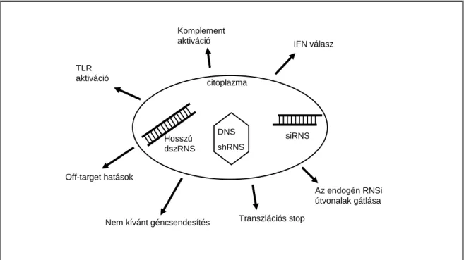 4. ábra: Az RNAi lehetséges mellékhatásai (összefoglaló ábra) 
