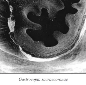 3. ábra: Gastrocopta fajok szájadékának SEM felvétele (a fogak száma és térbeli elhelyezkedése faji bélyeg) Gastrocopta serotina Ložek (100 x); Gastrocopta sacraecoronae Krolopp (100 x).