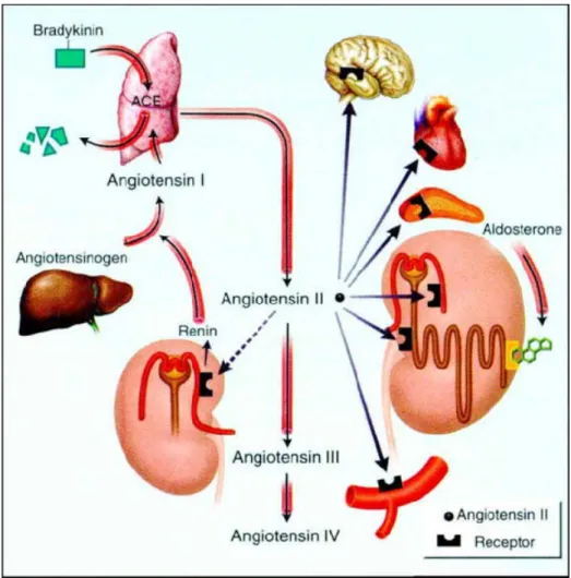 2. ábra A különböző angiotenzin formák bioszintézise és hatásai a szervekre (Goodfriend és mtsai  1996)