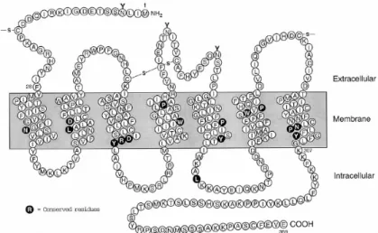 3. ábra Az emlős AT 1  receptor másodlagos szerkezete és konszenzus szekvenciája (de Gasparo és  mtsai 2000)