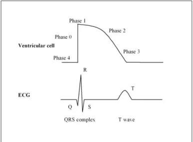Figure 1.   The length of the action potential of the myocardial cell (above) corresponds          to the duration of the QT interval on the surface ECG (below)
