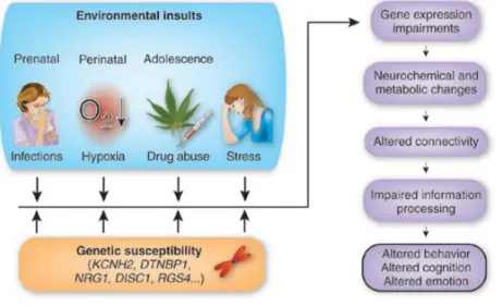 Figure  1.  Schizophrenia  is  a  multifaceted  disturbance.  Predisposing  genetic  factors  (SNPs,  CNVs) interact with a wide range of environmental factors, and their combined effects trigger a  complex  cascade  of  pathophysiological  processes  in  