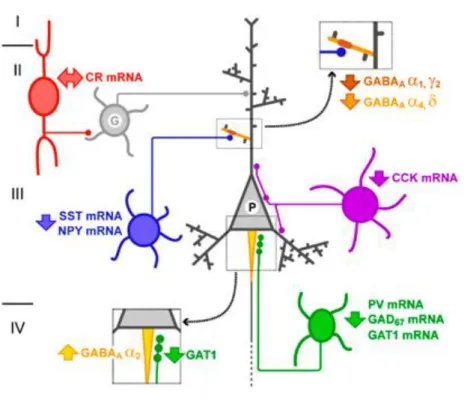 Figure 9. Schematic summary of alterations in GABA-mediated circuitry in the  DLPFC of subjects with schizophrenia