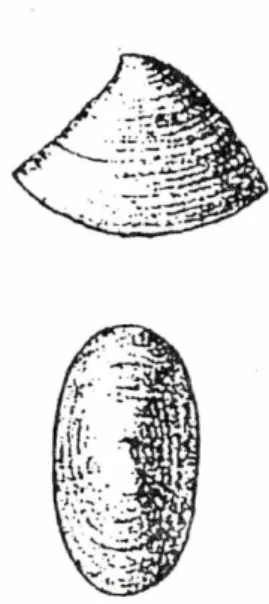 Fig. 1: Lepetella simplicior  ( M e l v i l l , 1912)  (copied after  M e l v i l l , 1912: pit