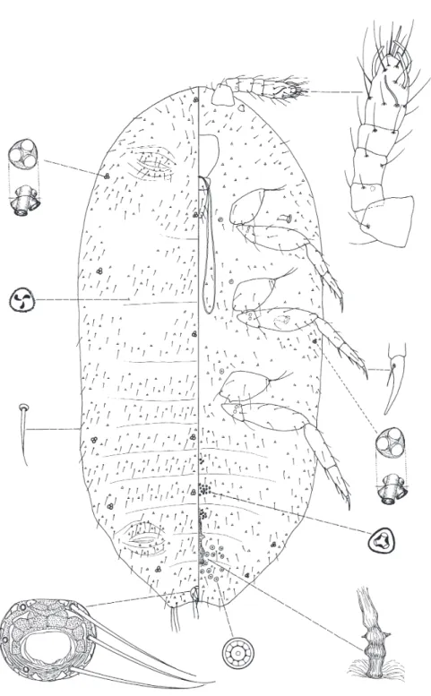 Fig. 6. Coccidella boliviana K ONCZNÉ B ENEDICTY et K OZÁR sp. n.