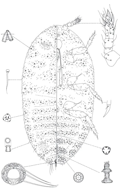 Fig. 10. Coccidella multipora K OZÁR et F OLDI sp. n.