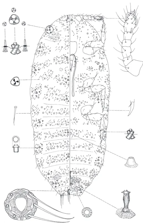 Fig. 3. Benedictycoccina ethiopiana F OLDI et K OZÁR sp. n.