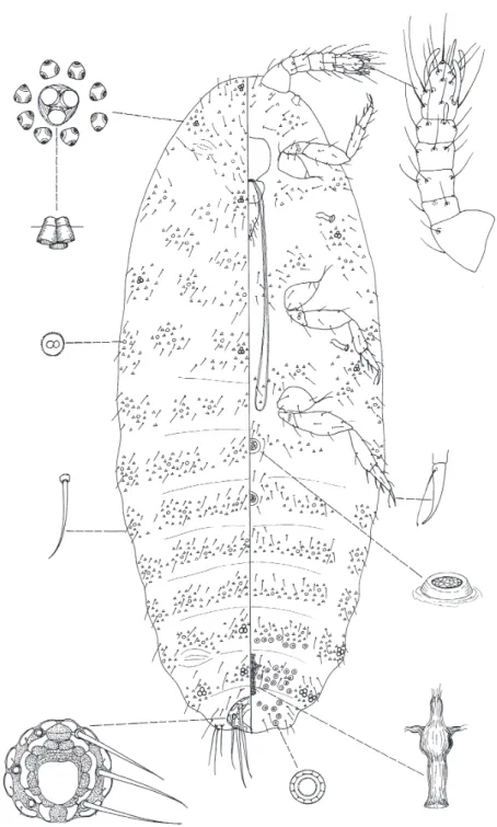 Fig. 5. Benedictycoccina tanzaniana K OZÁR et F OLDI sp. n.