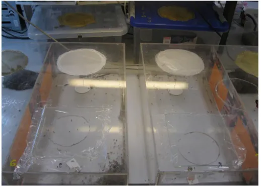 1. ábra. Laboratóriumi kísérletekhez használt műanyag polimer (plexi) arénák. 