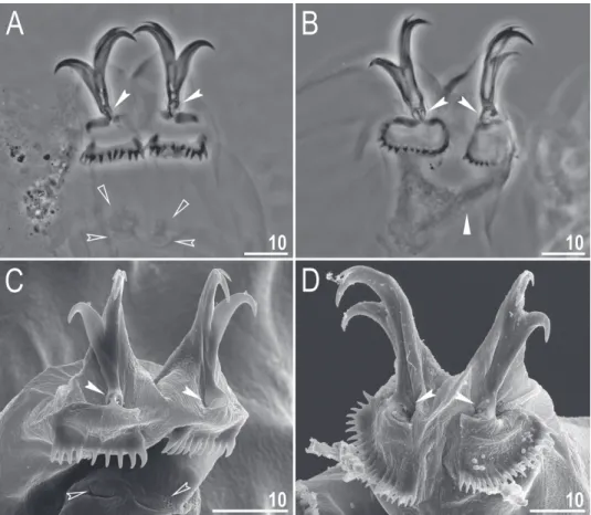 Fig. 3. Richtersius tertius sp. n. claws. A–B = claws II and IV (PCM); C–D = claws III and IV  (SEM)