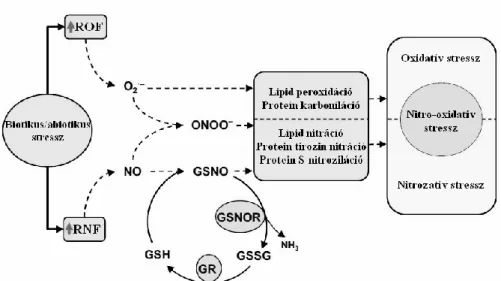 6. ábra: A nitro-oxidatív stressz a reaktív oxigén- és nitrogénformák  közötti interakció biotikus vagy  abiotikus  stressz  hatására  bekövetkező  sejtkárosodás  során
