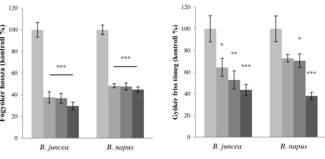 12. ábra: Rézkezelt Brassica fajok főgyökérhossza (A) és gyökérrendszer friss tömege (B) (kontroll %)