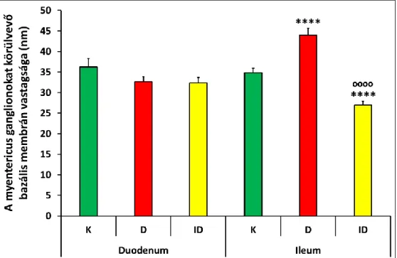 14. ábra A myentericus ganglionokat körülvevő bazális membrán vastagsága kontroll (K), diabéteszes (D) és  inzulin-kezelt  diabéteszes  (ID)  patkányok  különböző  bélszakaszaiban