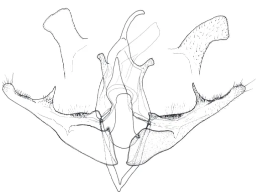Fig. 67. Lophoterges (Lophoterges) fatua (P ÜNGELER ), holotype male, Kuku-Noor