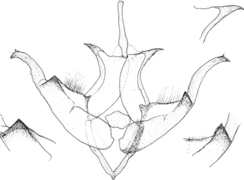 Fig. 70. Lophoterges (V.) aksuensis (B ANG -H AAS ), male, Aksu