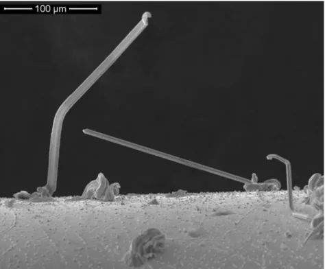 Figure 1.1. Tin whiskers on the surface of the electroplated pin of a component 