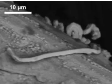 Figure 4.3. Whisker on Ag underlayered tin surface after 4200 hours in 40 °C/ 95% RH. 