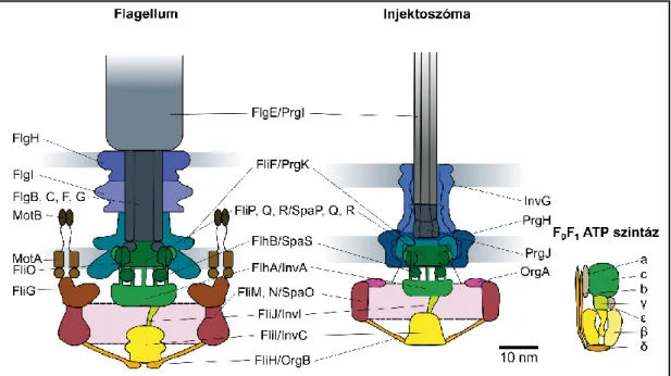 2. ábra. A flagelláris és az injektoszóma T3SS szerkezeti modellje összehasonlítva az F 0 F 1