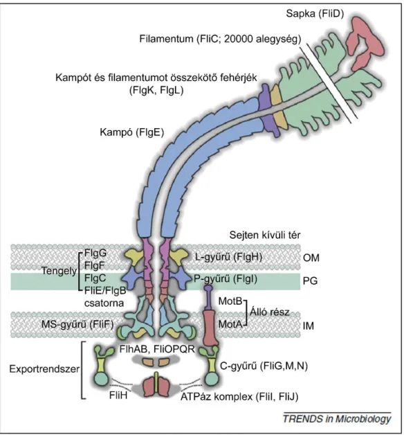 3. ábra. A bakteriális filamentum sematikus rajza (Evans et al., 2014).  