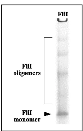 19. ábra. A FliI oligomerizációs állapotai 