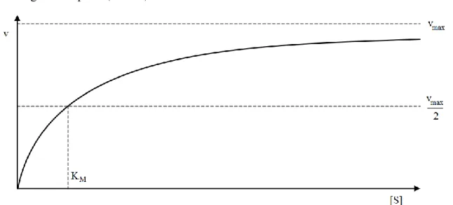 3. ábra Michaelis-Menten kinetika V–S görbéje. 19