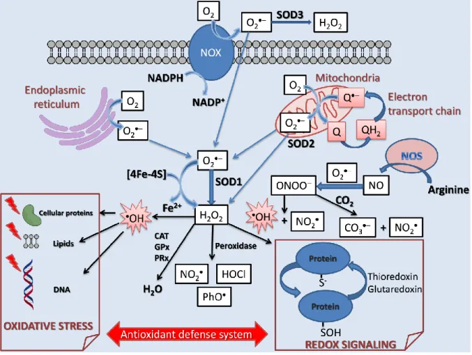 Figure S1. Cellular formation of reactive oxygen species. Antioxidant defense system is  about to maintain a neat homeostasis for normal physiological functions 