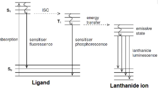 Figure 2: A simplified Jablonski diagram representing sensitized lanthanide complexes (antenna effect)