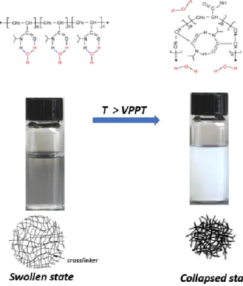 Figure 3: Chemical structure and conformational changes in PNIPAm microgels at the VPTT in aqueous  solution