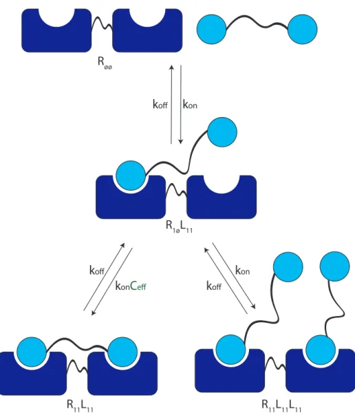 Figure 2.5: The states and transitions of the bivalent system with symmetric states and monospecific binders