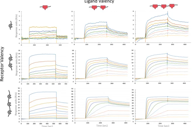 Figure 4.3: Mono, bi, trivalent TRAP receptor and ligand combinations in Biacore experiment.