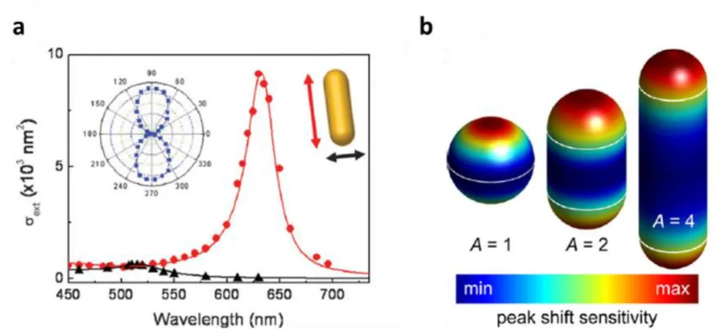 Figure 6. (a) The extinction cross-section of an individual gold nanorod with AR=2 in case of longitudinally (red)  and transversally (black) polarised excitation