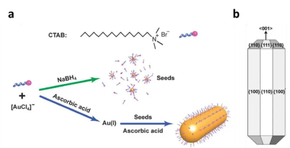 Figure  19.  (a)  Schematic  illustration  of  the  seed-mediated  method  for  the  growth  of  gold  nanorods  and  the  amphipatic structure of CTAB