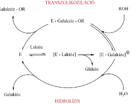 21. ábra A laktóz hidrolízis és a transzglikozilációs folyamat mechanizmusa. E: enzim; [E – Laktóz]: enzim- enzim-laktóz komplex; [E – Gaenzim-laktóz] + : enzim-galaktóz komplex; ROH: cukor; Galaktóz-OR: 