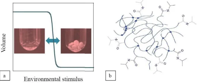 Figure 2. Temperature induced volume phase transition and structure of one of the most  studied temperature-responsive polymers, the poly(N-isopropylacrylamide) (PNIPA)