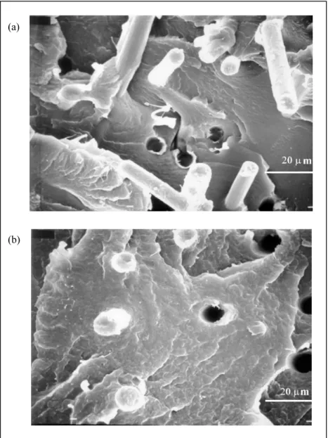 Figure 7.15 SEM micrographs taken from the fracture surface of a PA/CF composite:
