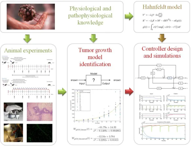 Figure 1.1: Concept of my research. Tumor growth dynamics under angiogenic inhibition is described by Hahnfeldt model
