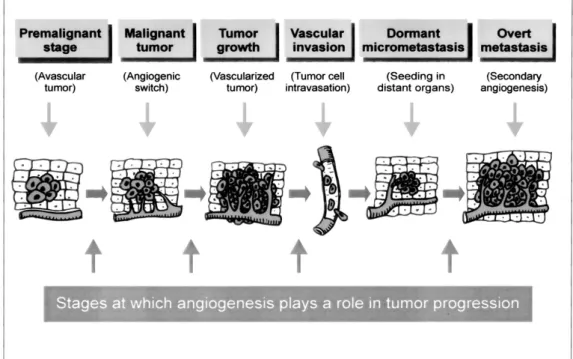 Figure 2.2: Angiogenesis in cancer development, growth, and metastasis (Hoeben et al.