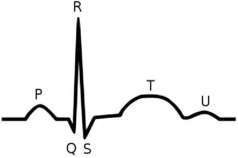 Ábra 6: Egy szívciklus megjelölve a kapcsolódó hullámformákkal 